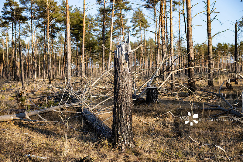 大森林火灾后烧焦的树木和树干图片素材