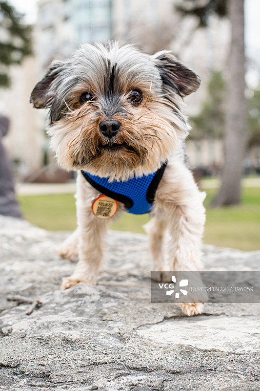 在城市中忠诚地凝视的约克夏犬图片素材