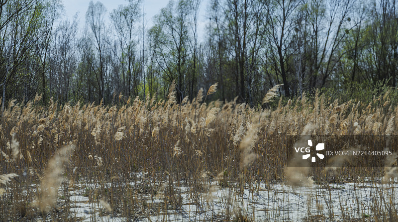 在阳光明媚的早春下午，宁静的风景中，高高的金色草丛在轻柔的微风中优雅地舞动。周围光秃的树木静静伫立，树枝随着自然的节奏轻轻摇曳，营造出一种宁静的氛围。图片素材