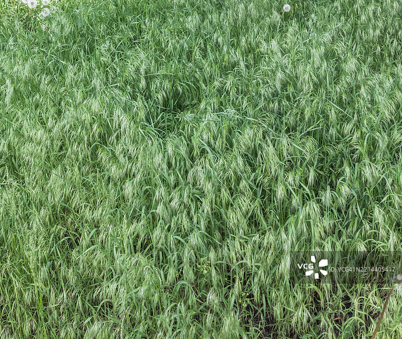 春风中轻轻摇曳的绿草图片素材