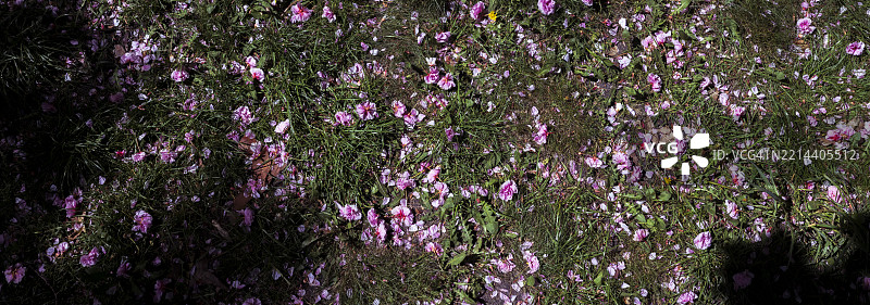 落下的樱花瓣在草地上形成粉色地毯图片素材