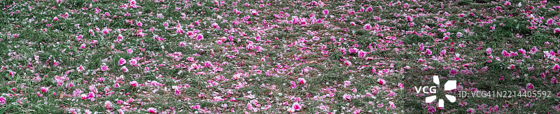 落下的樱花花瓣在绿草上形成粉色地毯图片素材