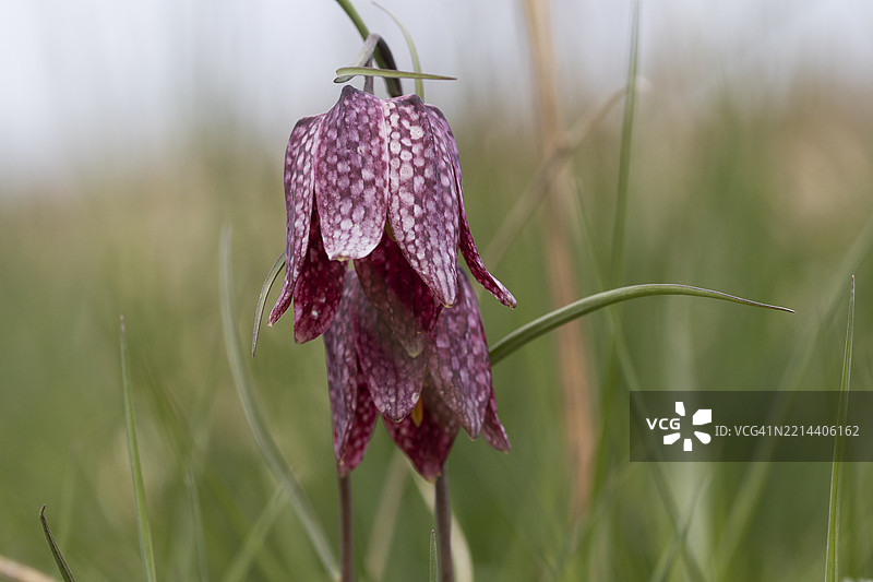 蛇头百合，棋盘花图片素材