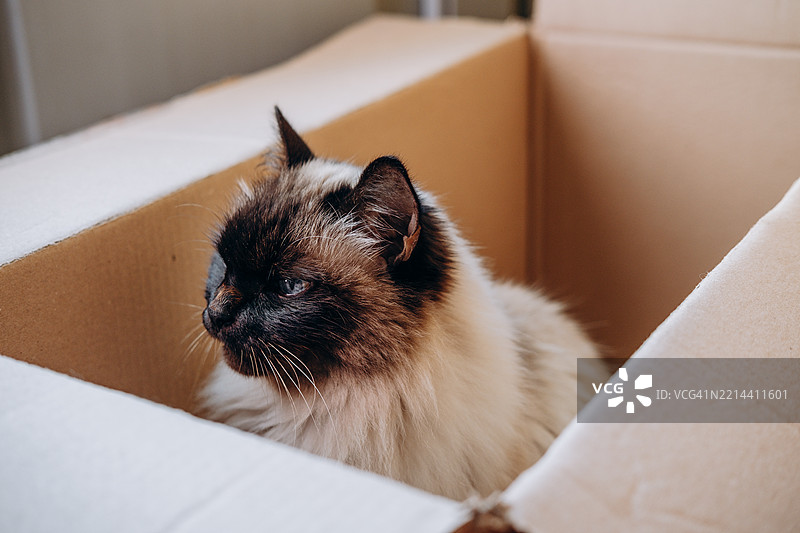 毛茸茸的猫咪舒适地躺在纸箱里，展现出柔软的毛发和好奇的表情，周围是温馨的室内环境，体现了家猫的魅力。图片素材