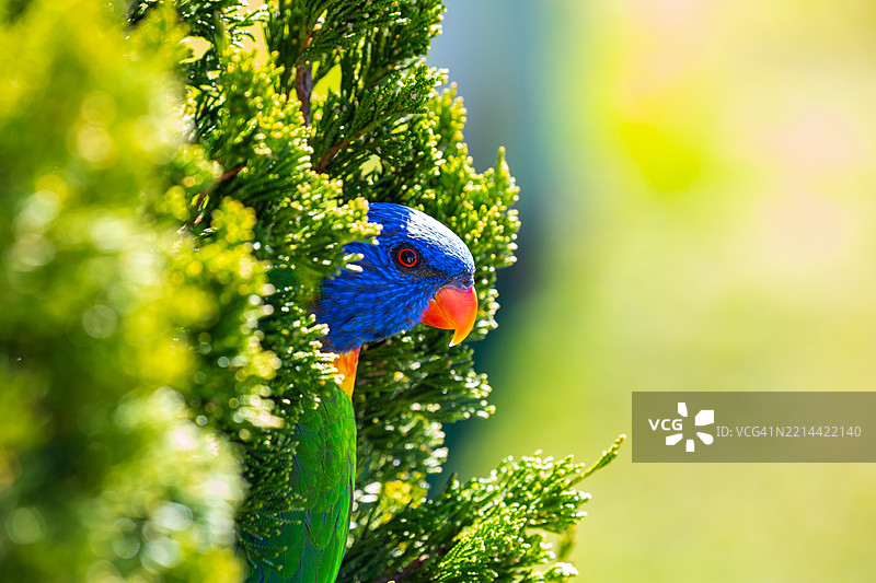 一只彩虹鹦鹉从一棵松树中探出头来，背景是柔和模糊的绿色。图片素材