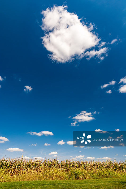 玉米田与夏日天空，俄亥俄州运河温彻斯特，美国图片素材