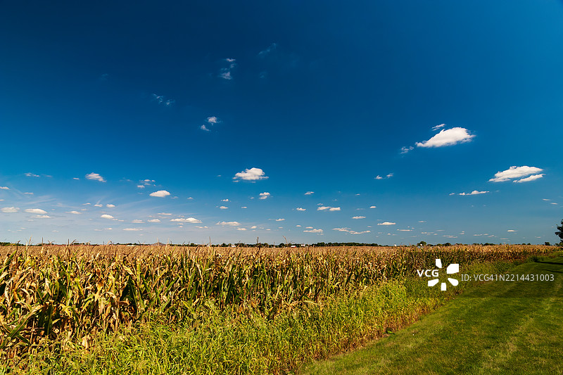 玉米田与夏日天空，俄亥俄州运河温彻斯特，美国图片素材