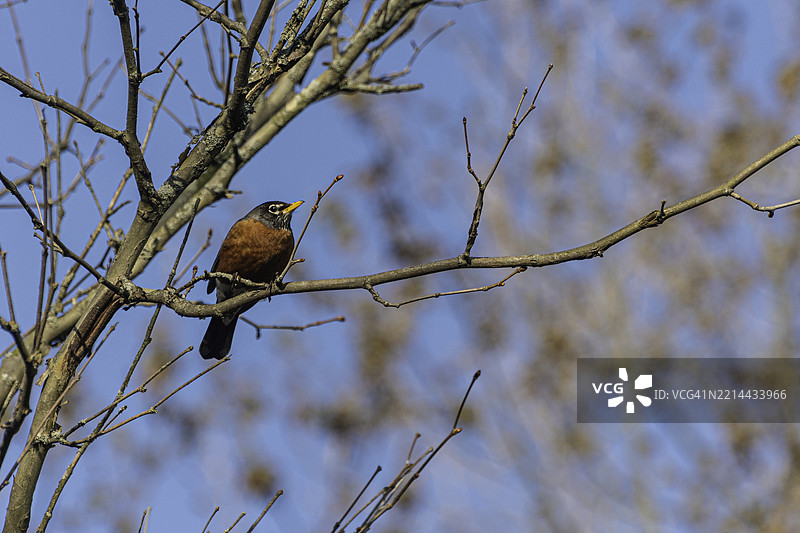 美洲知更鸟 (Turdus migratorius migratorius)图片素材