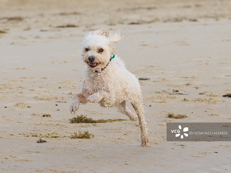 一只白色毛茸茸的贵宾犬在沙滩上奔跑，飞跃时水滴落在地面上。图片素材