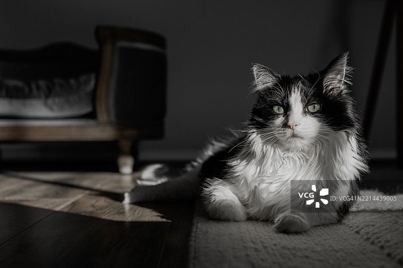 地毯猫床图片素材