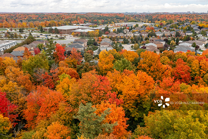 加拿大伍德布里奇的博伊德公园和伊斯灵顿大道的多彩树叶图片素材