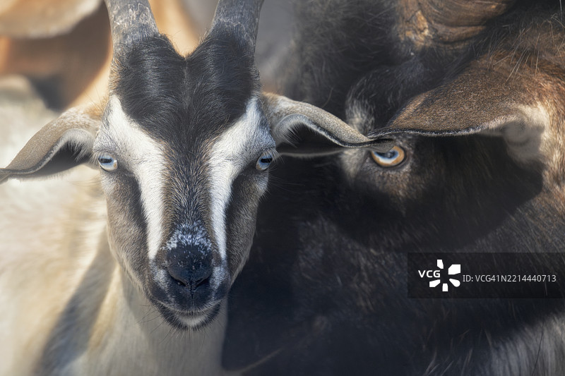 一对野生山羊，一只小山羊和一只公山羊（Capra hircus），在澳大利亚内陆共享宁静时光，光影对比鲜明。图片素材