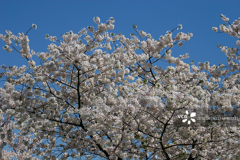 华盛顿特区的樱花景色图片素材