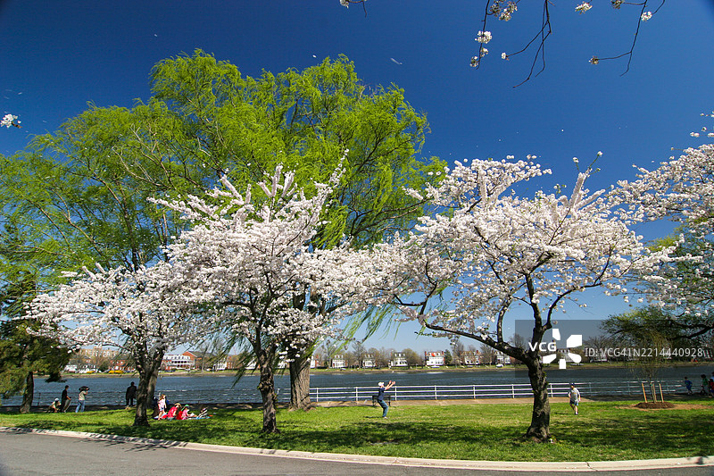 华盛顿特区的樱花景色图片素材