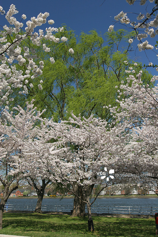 华盛顿特区的樱花景色图片素材