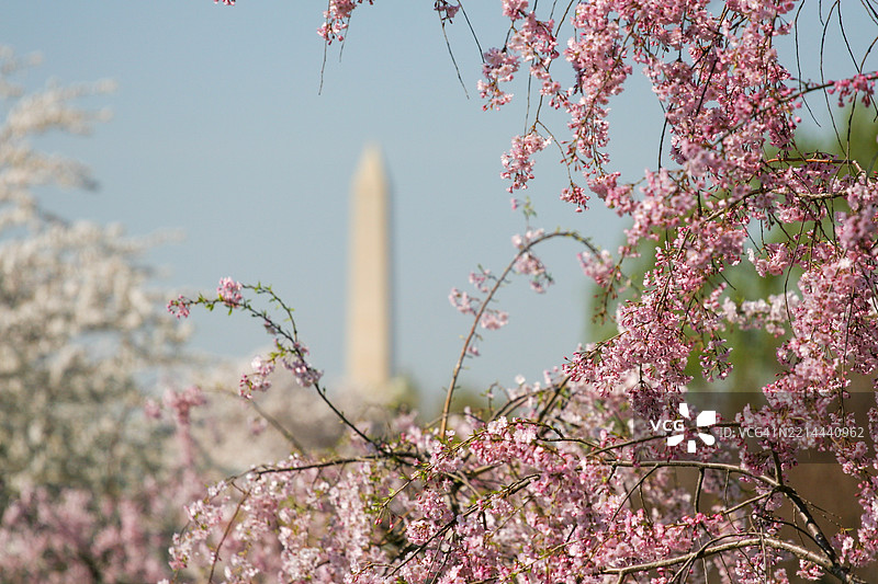 华盛顿特区的樱花景色图片素材