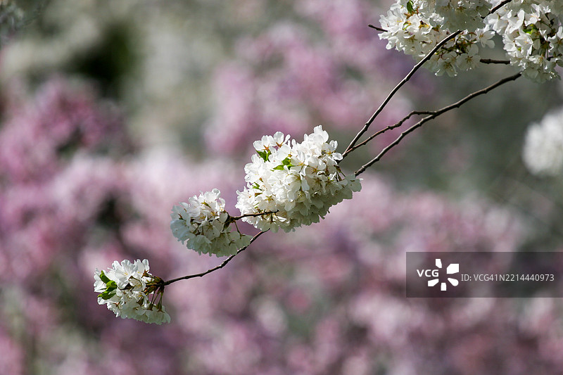 华盛顿特区的樱花景色图片素材