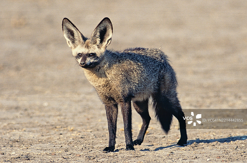 蝙蝠耳狐图片素材