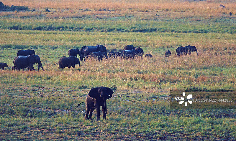 卡普里维走廊的象群图片素材