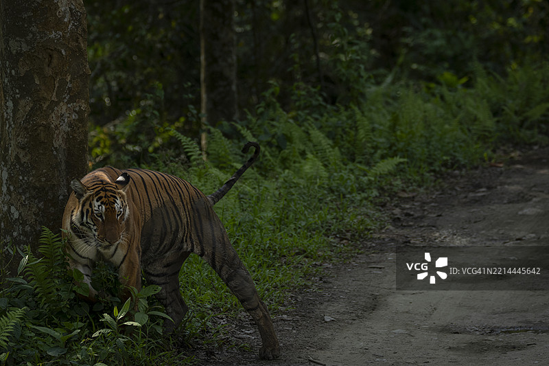 阿萨姆的卡齐朗加国家公园中的皇家孟加拉虎图片素材