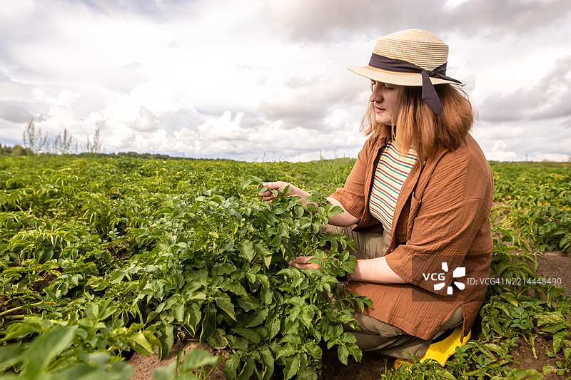 戴着草帽的女农民在田间仔细观察土豆叶子。图片素材