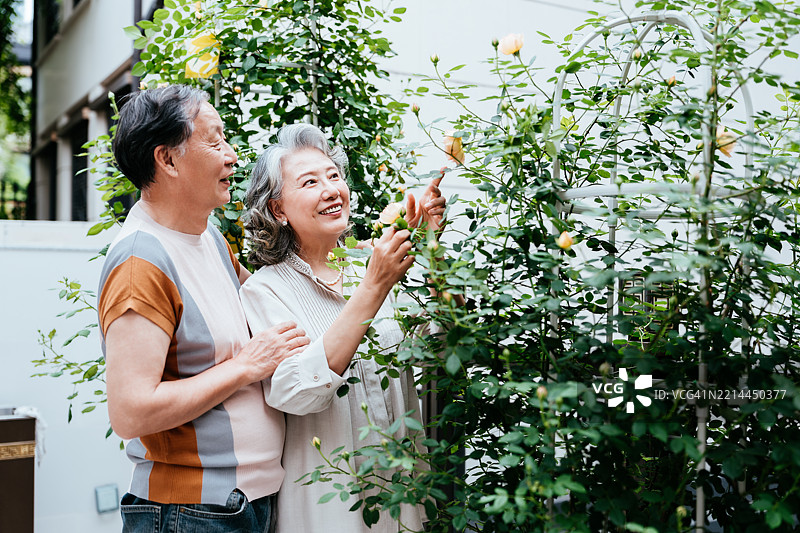 亚洲老年夫妇在院子里拍摄玫瑰，背景有更多植物。图片素材