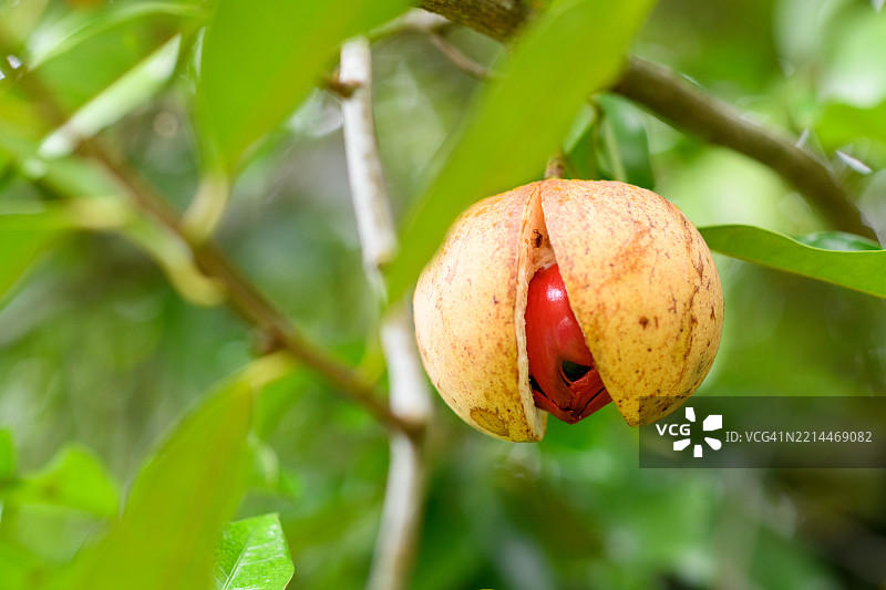 肉豆蔻树上的果实图片素材