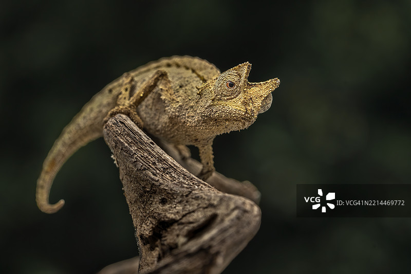 侏儒变色龙图片素材