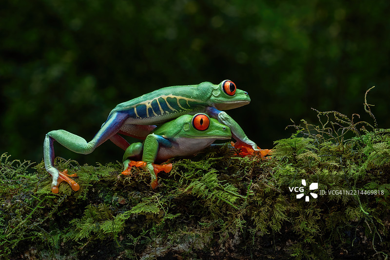 红眼树蛙图片素材