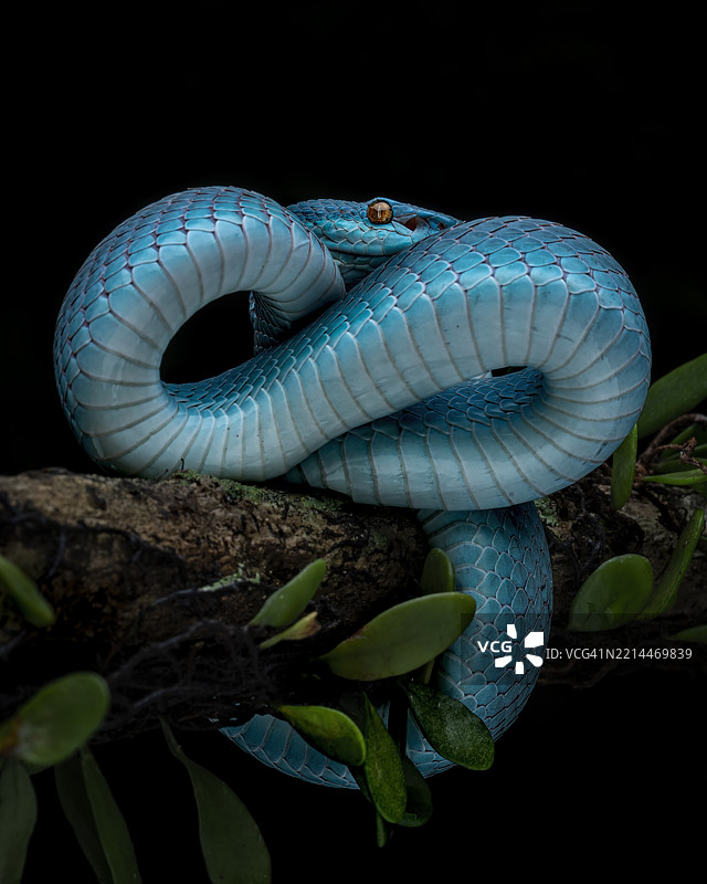蓝白唇蝮蛇图片素材