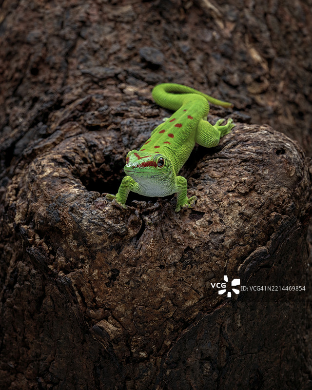 巨型白斑变色龙图片素材