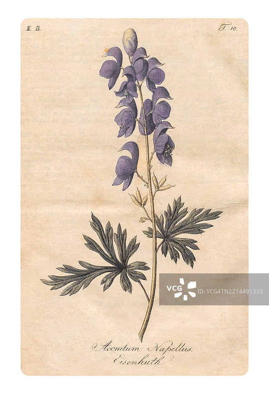 乌头或狼毒图片素材