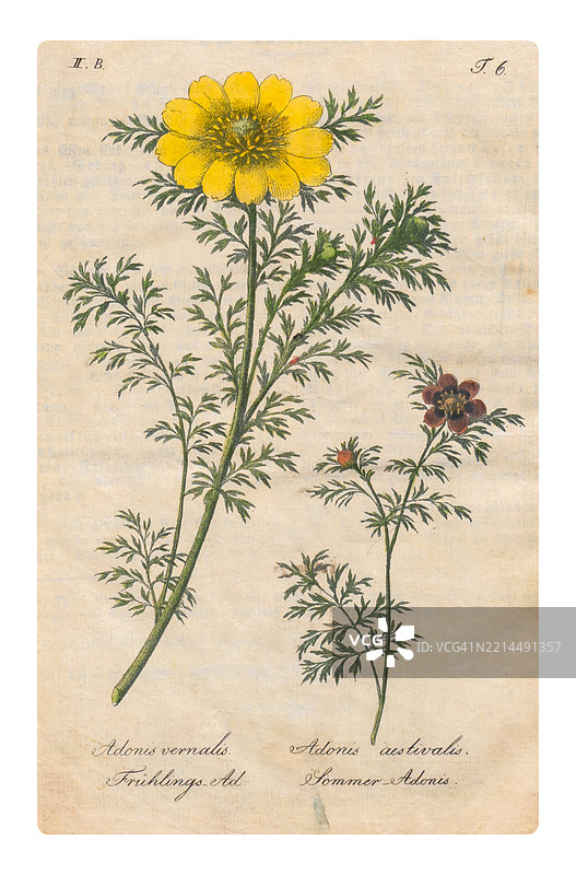 阿多尼斯春花和阿多尼斯夏花图片素材