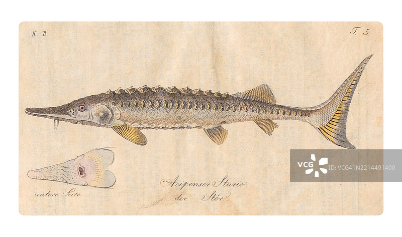 欧洲鲟图片素材