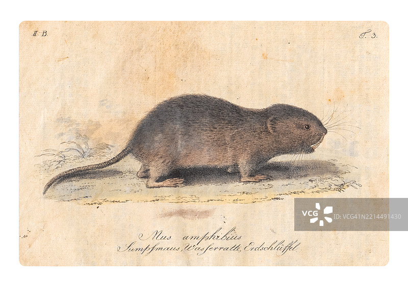 水田鼠图片素材