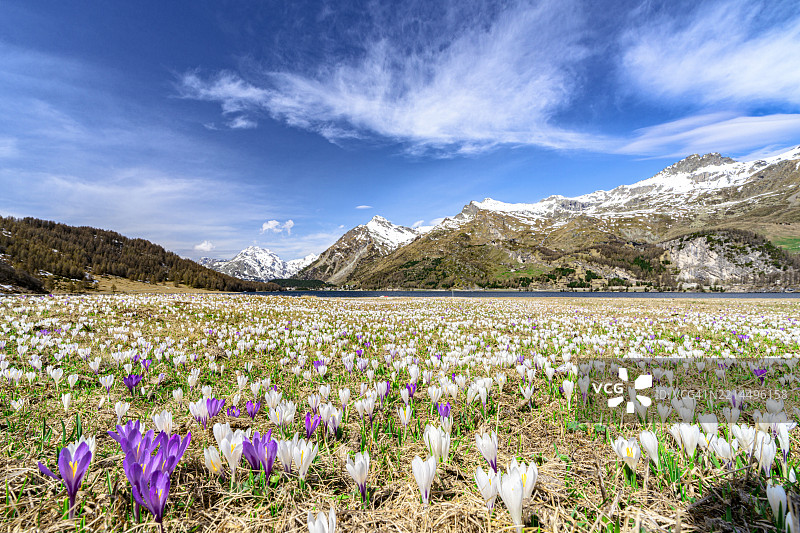 瑞士阿尔卑斯山盛开的番红花图片素材