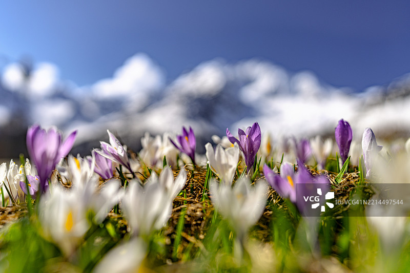 阿尔卑斯山上五彩缤纷的春天番红花盛开图片素材