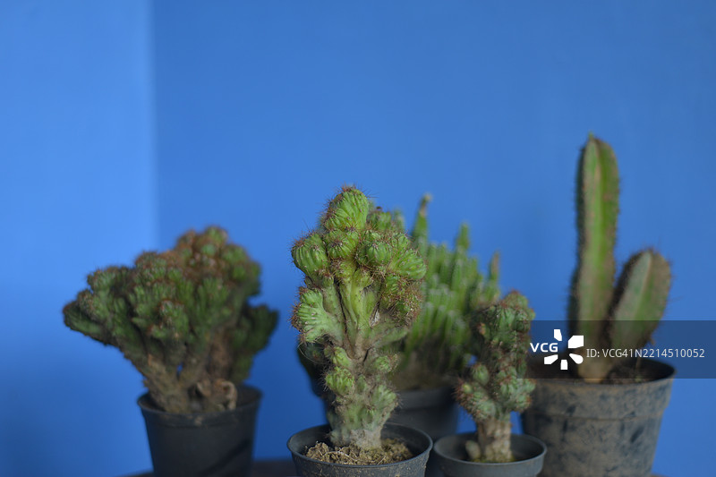 仙人掌观赏植物图片素材