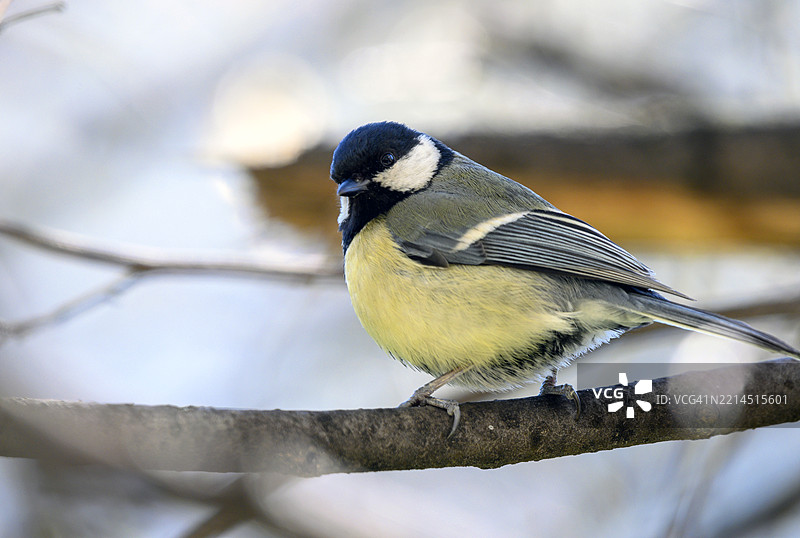 大山雀，学名：Parus major。图片素材