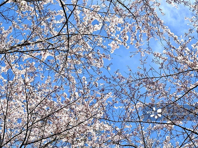 粉色樱花树的景观图片素材