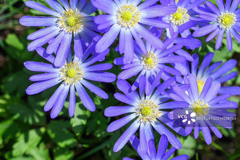 紫色海葵花春天图片素材