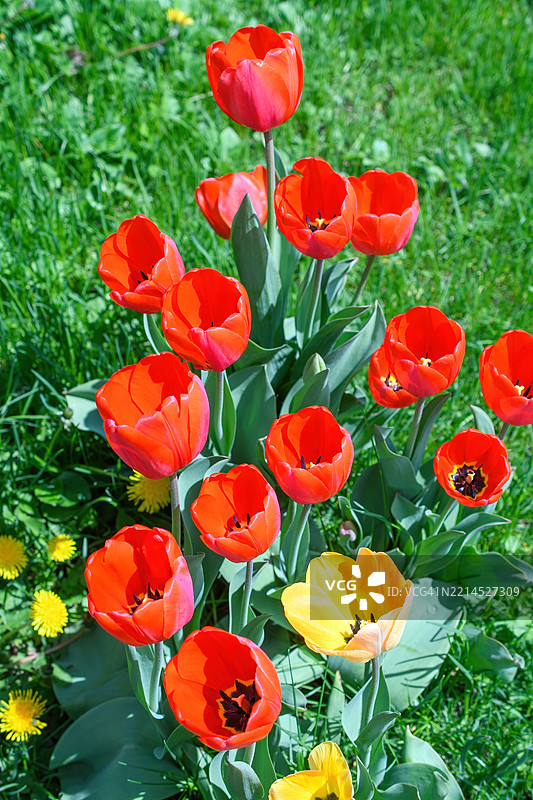 郁金香花与草地图片素材