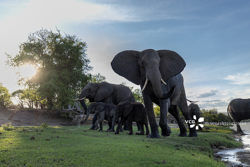 博茨瓦纳乔贝河中的大象饮水图片素材