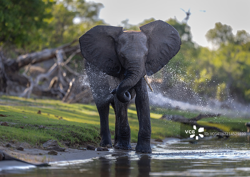 博茨瓦纳乔贝河中的大象饮水图片素材