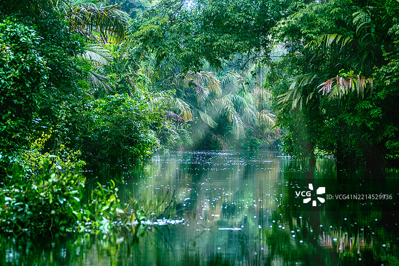 郁郁葱葱的雨林植被映照在阳光斑驳的宁静热带河流中。图片素材