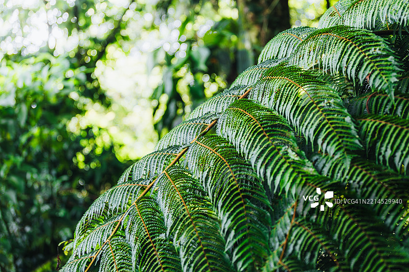 阳光透过生机勃勃的绿色蕨类植物叶片，营造出热带氛围。图片素材