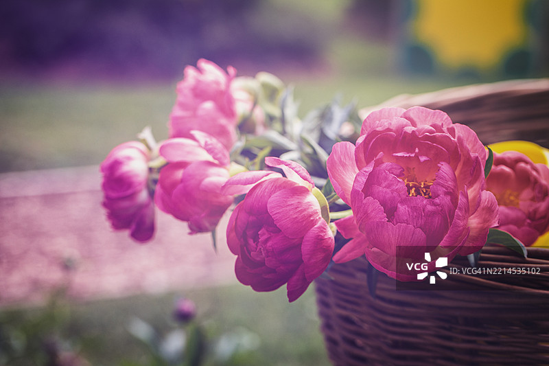 粉色牡丹图片素材