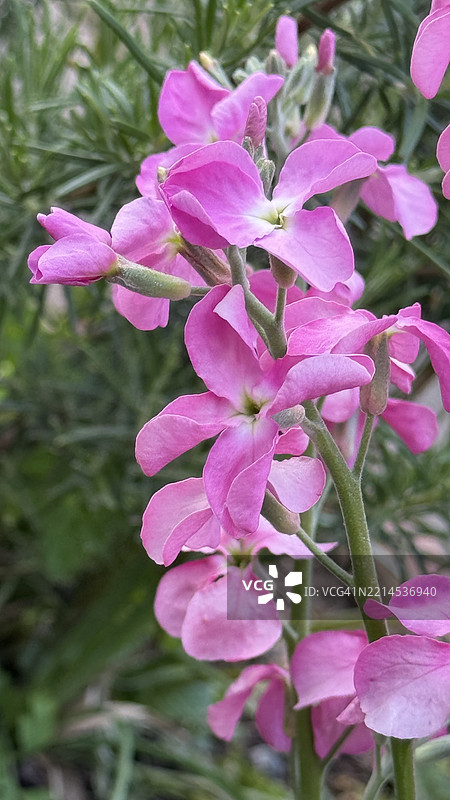 粉色十周株（Mattiola incana）含苞待放、盛开及特写图片素材