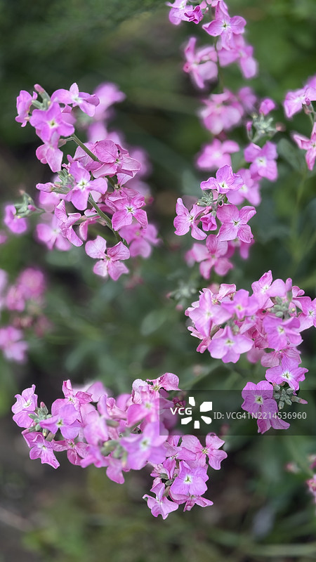 粉色十周株（Mattiola incana）含苞待放、盛开及特写图片素材