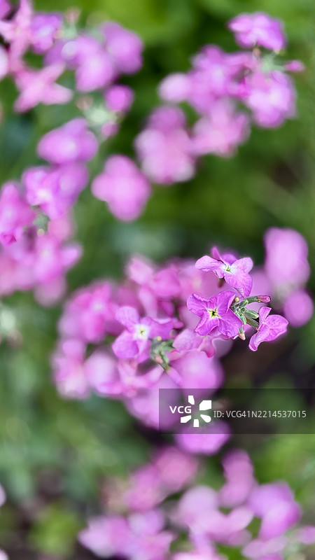 粉色十周株（Mattiola incana）含苞待放、盛开及特写图片素材